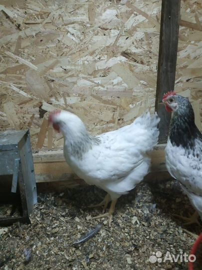 Породные петухи