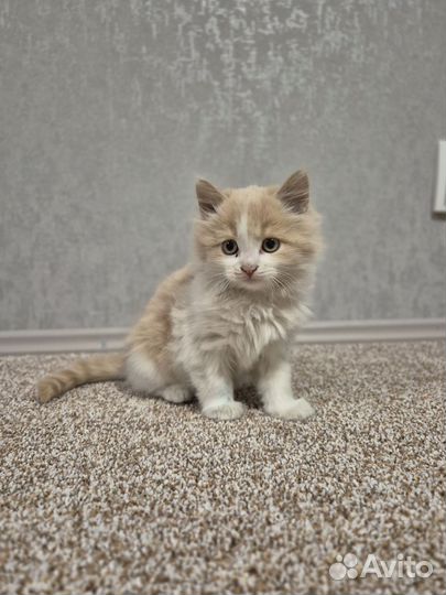 Рыжий котенок девочка в добрые руки