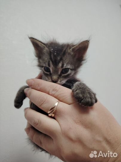 Котята в добрые руки бесплатно