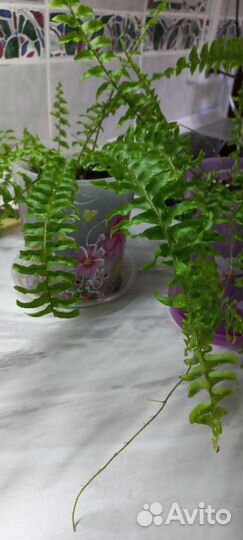 Папоротник комнатный