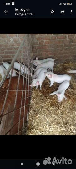 Поросята крупная белая