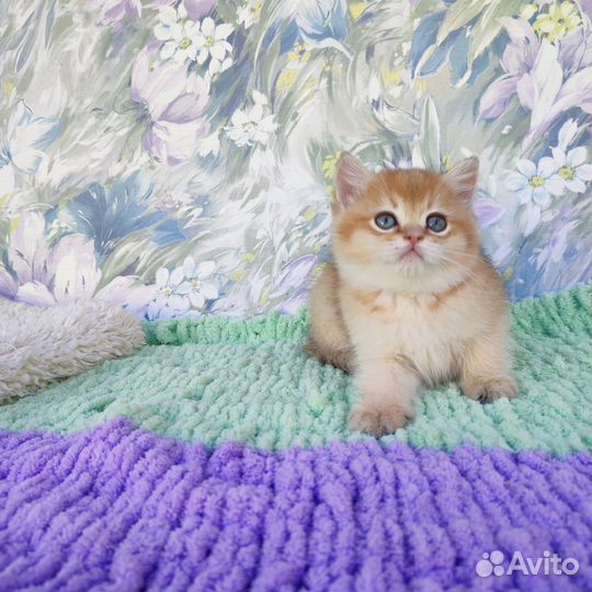 Британская шиншилла