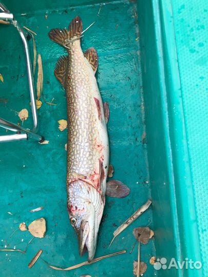 Изумительная рыбалка в дельте Волги