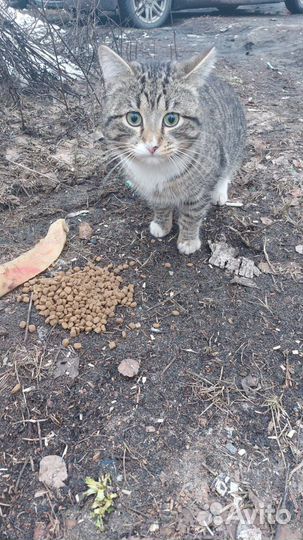 Бывшедомашний котик