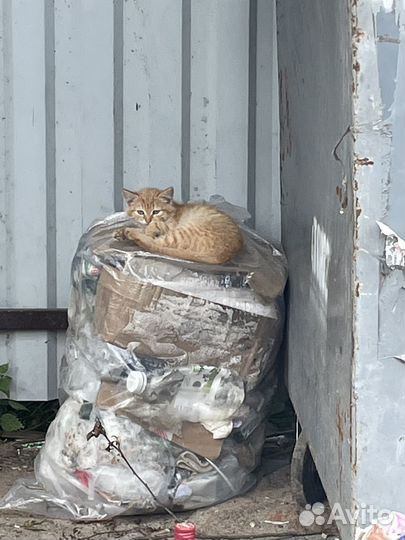 Спаси жизнь котенку, котята ищут дом и семью