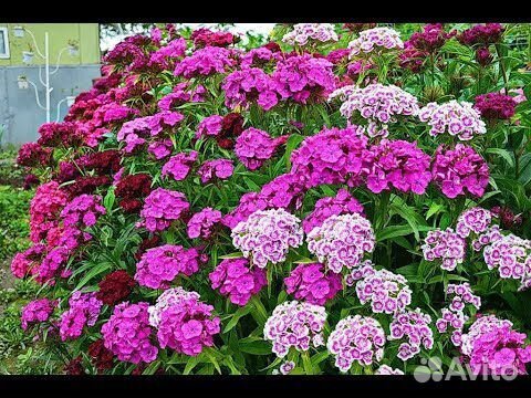 Многолетние растения и рассада