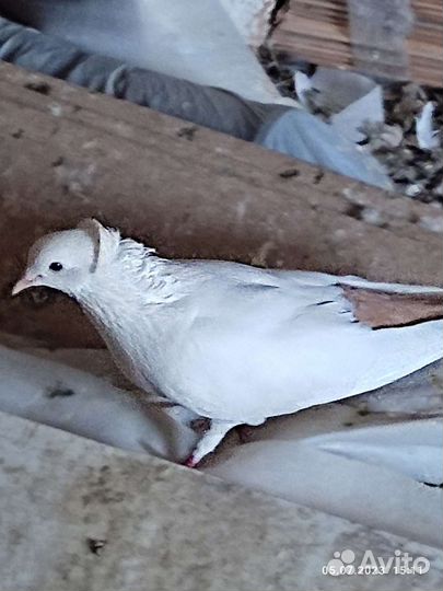 Продажа голубей