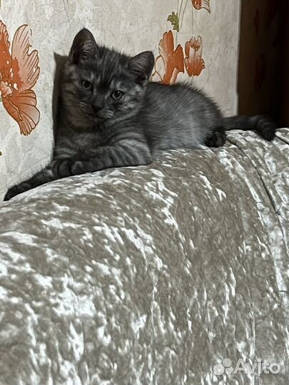 Бенгальская кошка