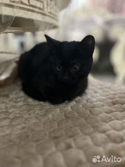 Котенок в добрые руки