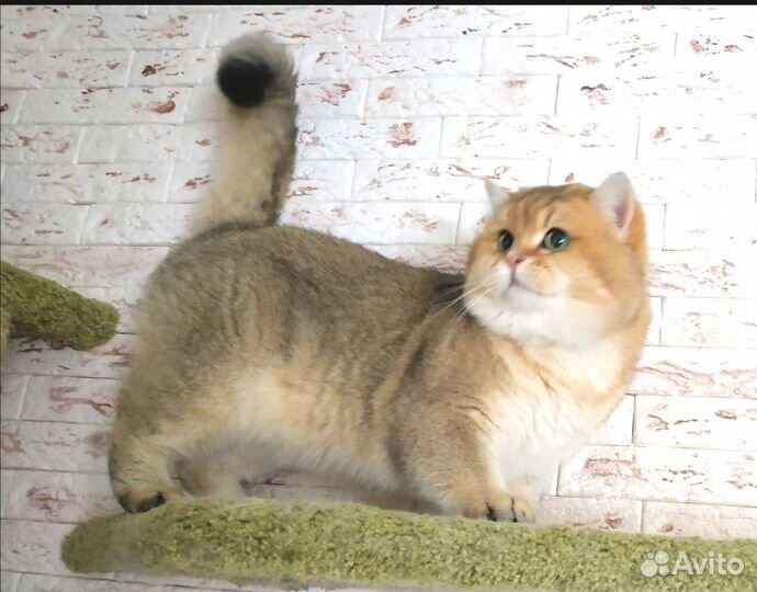 Британский золотой котэ вязка