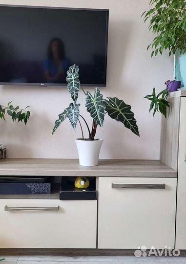 Алоказия полли alokasia polly 67 см в высоту