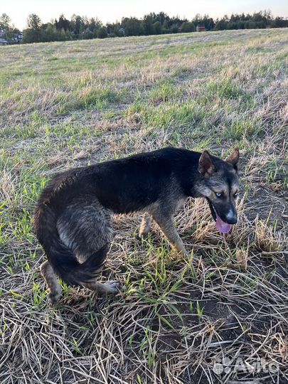 Восточноевропейская овчарка