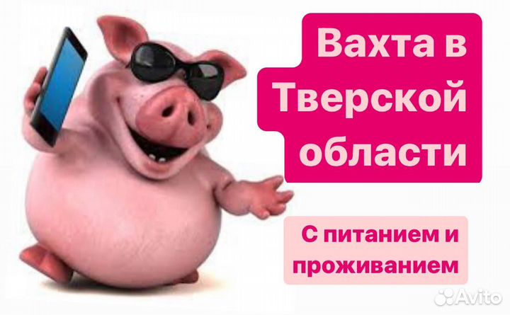 Работа вахтой в Твери.Уход за свинками