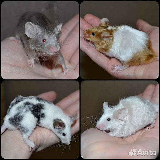 Декоративные мышки