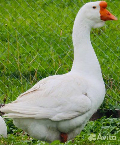 Гуси линда пара