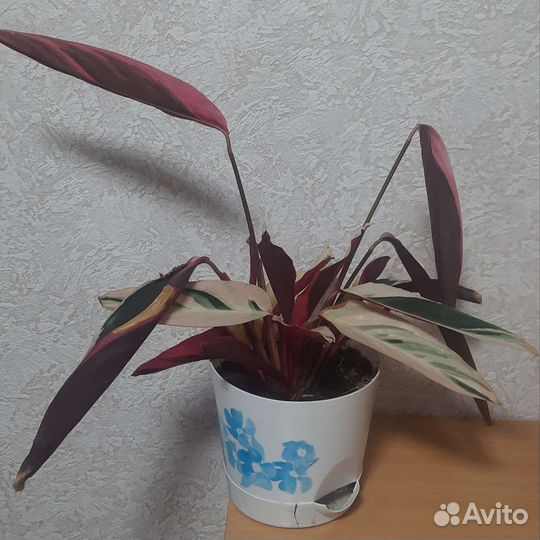 Строманта триколор