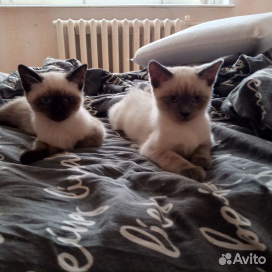 Отдам в добрые руки котят