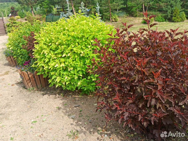 Саженцы декоративных кустарников