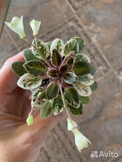 Фиалки мини