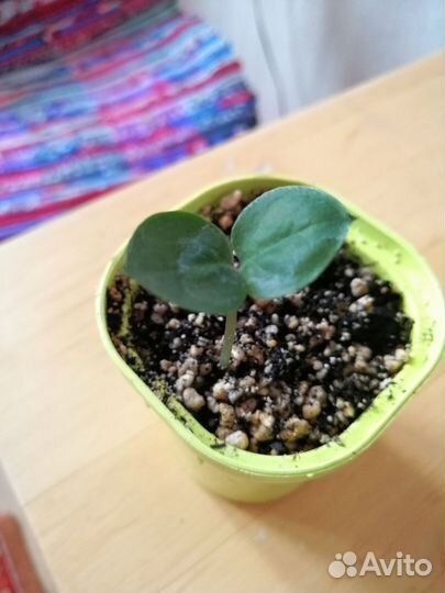 Замиокулькас