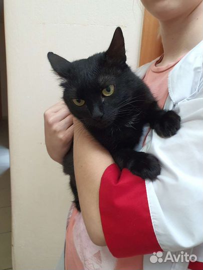 Кошки в добрые руки бесплатно