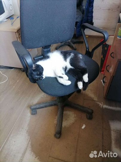 Кошка ищет дом