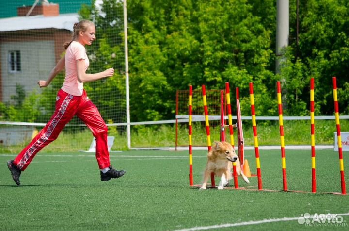 Дрессировка собак