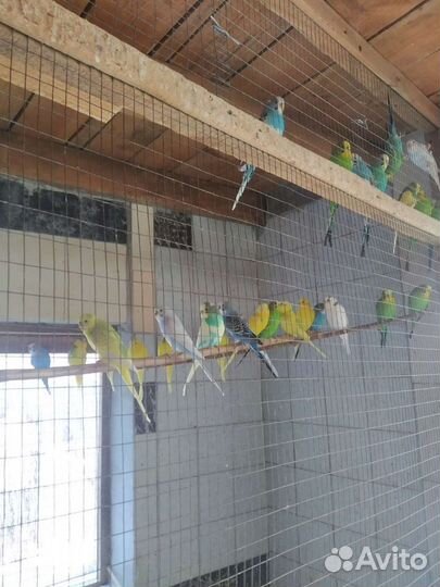 Волнистый попугай