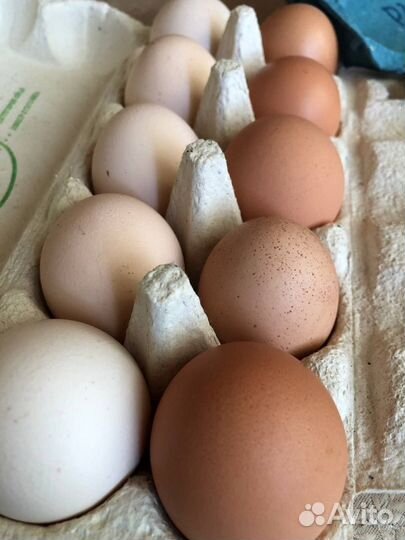Домашние куриные яйца