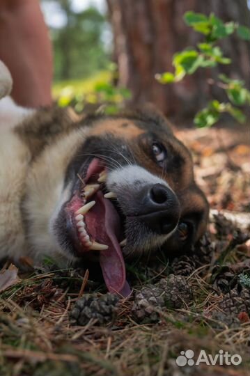 Ищет дом не большая Собачка Мира