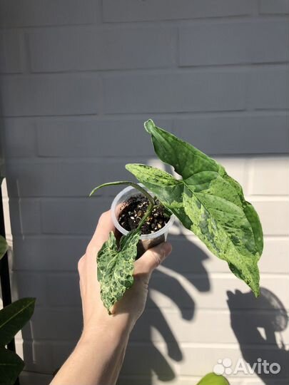 Сингониум Моттлед