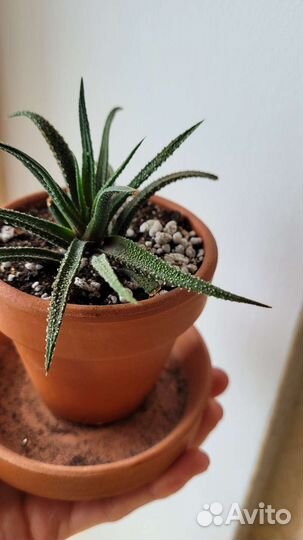 Комнатные цветы : хавортия