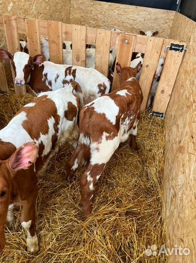 Телята бычки тёлки/ Доставка бесплатно