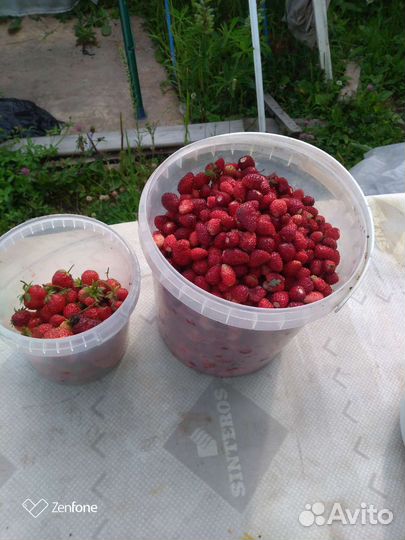 Земляника саженцы