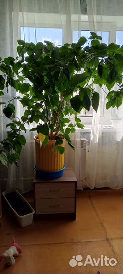 Комнатные цветы шефлера