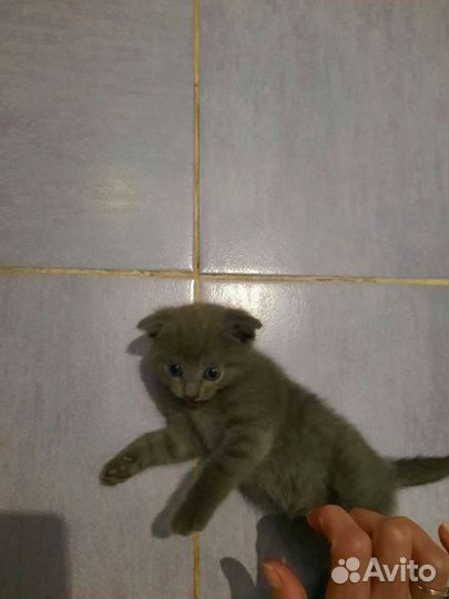 Котята в добрые руки бесплатно коты