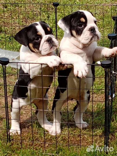 Парень Английского бульдога