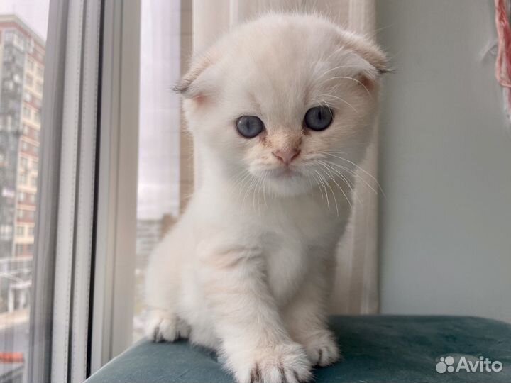 Шотландский вислоухий котенок