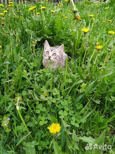 Отдам котят