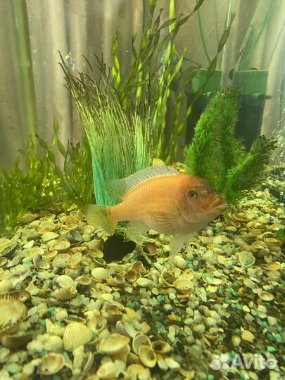 Рыбы цихлиды