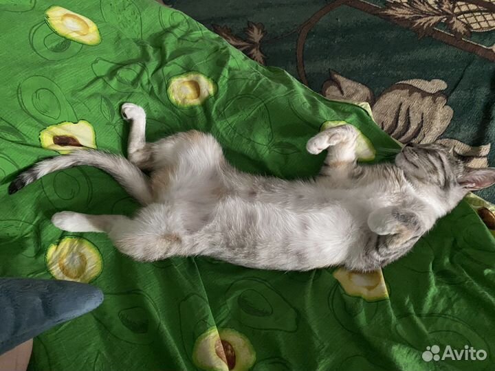 Кошечка