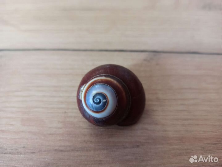 Морская раковина