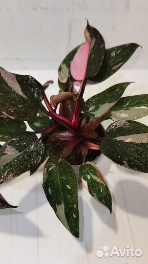 Филодендрон Пинк Принцесс Марбл