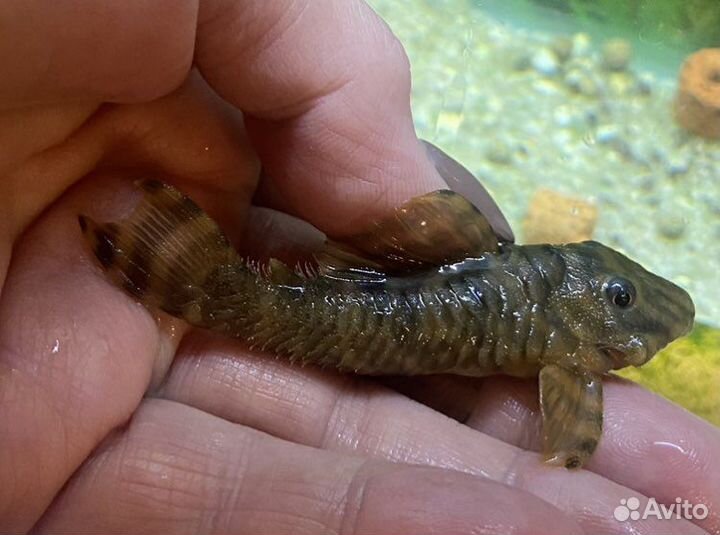 Номерной Сом L 080