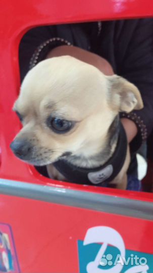 Вязка кобель чихуахуа