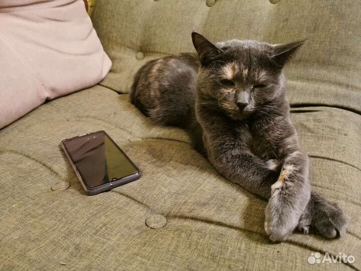 Передержка кошек и собак