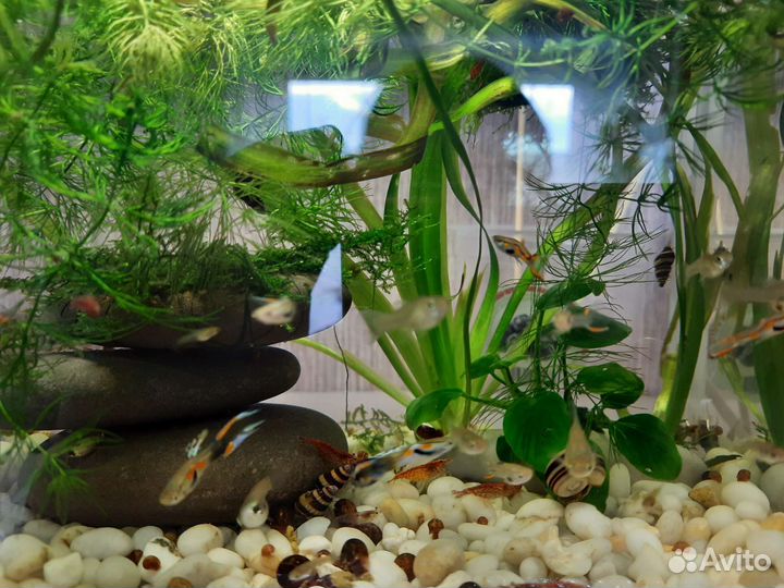 Гуппи эндлера