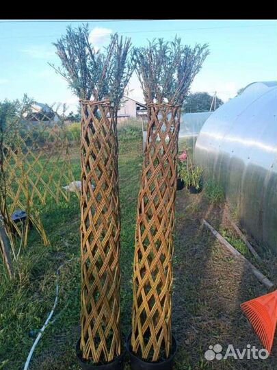 Плетеные деревья из ивы