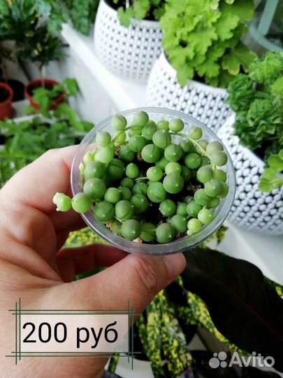 Суккуленты