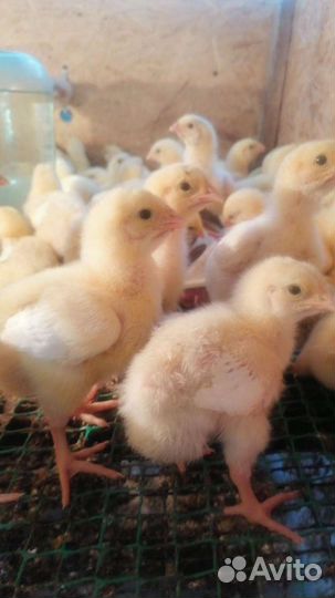 Цыплята Бройлер. Цесарята. Утята,Муларды. Гусята